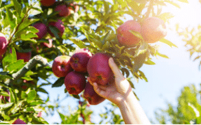 taille-arbre-fruitiers