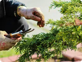 Entretien des extérieurs : jardinage et taille de haies